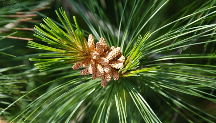 White Pine: the great tree of peace – CornellBotanicGardens